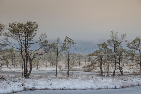 Sunrise in the bog. Icy cold marsh. Swamp lake and nature. Freeze temperatures in moor. Blue fen....
