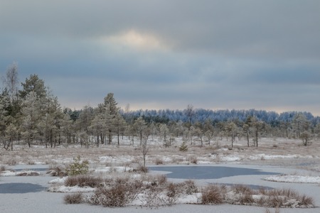 Sunrise in the bog. Icy cold marsh. Swamp lake and nature. Freeze temperatures in moor. Blue fen. Sediment trees and frozen water.の写真素材