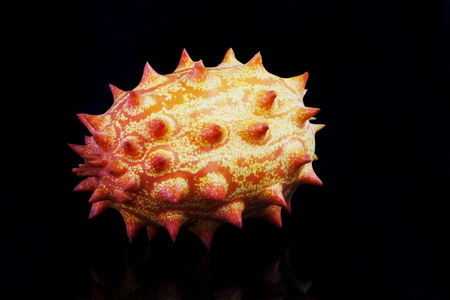 Melano, Kiwano, or Horned Melon Fruitの写真素材