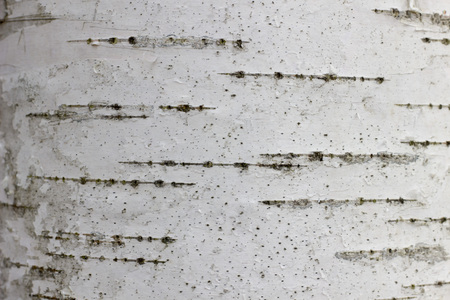 close up of birch tree bark details - backgroundの写真素材