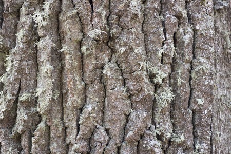 Bark texture background pattern crack old brown for designの写真素材