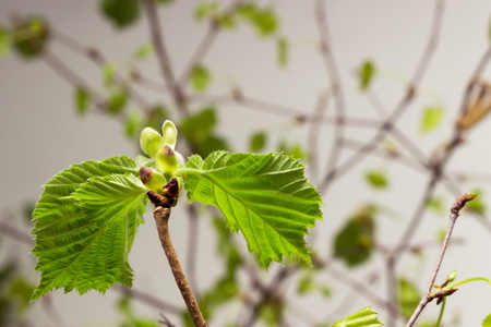 The first spring gentle leaves, buds and branchesの写真素材