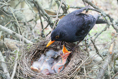 The Blackbird mother at a nest with hungry baby birds.