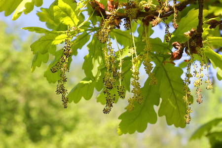 Detail of a flowering oak in springの写真素材