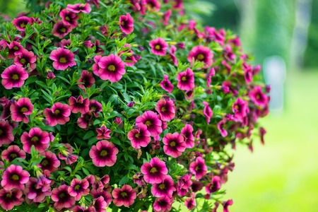 Beautiful Red Petunias - Petunia hybrida in garden soft focusの写真素材