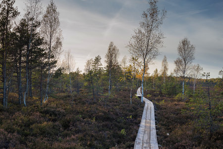 Swamp at sunset in Latvia. Apocalyptic feeling hiking on a wooden trail through the bog with dark...