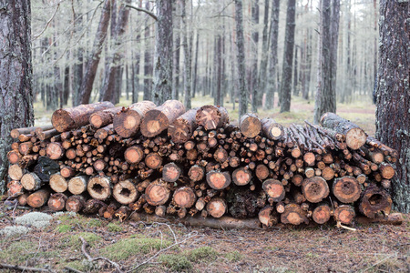 Llumberjack chopped the tree trunks for firewood.の写真素材