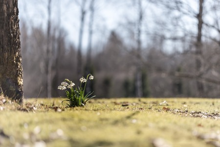 Snowdrop spring flowers. Fresh well complementing the white Snowdrop blossoms.の写真素材