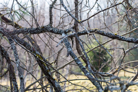 Dry twigs that grow in the park background texturesの写真素材
