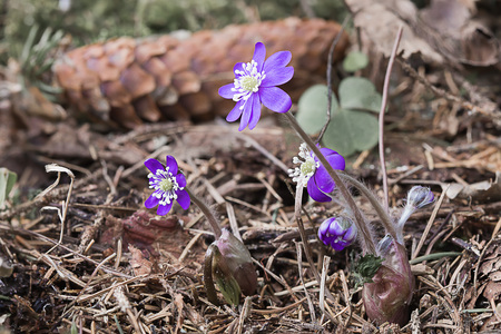 Close up single blue liverwort or kidneywort flowerの写真素材