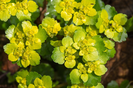 Glade of yellow delicate flowers in a spring forest, nature backgroundの写真素材