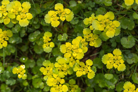 Glade of yellow delicate flowers in a spring forest, nature backgroundの写真素材