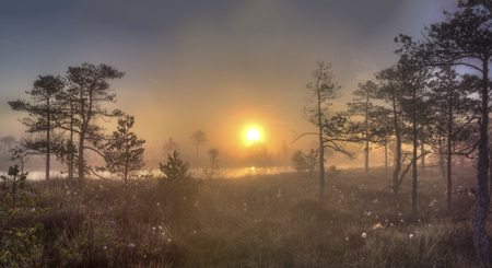 Sunrise at swamp with small pine trees covered in early morning.の写真素材