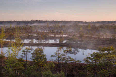 Sunrise at swamp with small pine trees covered in early morning. Kemeri national park at sunrise,...