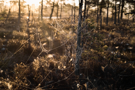 Strings of a spider web in back light in forestの写真素材