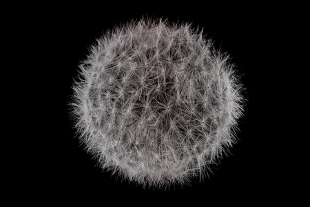 Dandelion flower with fluff, macro photo on black backgroundの写真素材