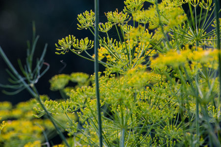 Background with dill umbrella closeup.