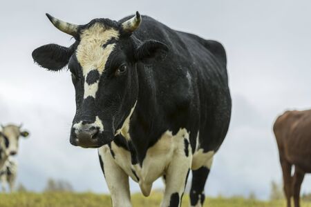 Black and white cows come close to yellow autumn colors in green grassy meadowunder blue sky on sunny dayの写真素材