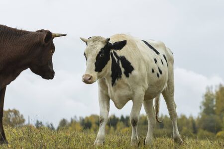 Black and white cows come close to yellow autumn colors in green grassy meadowunder blue sky on sunny dayの写真素材
