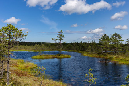 Wooden boardwalk through beautiful forest and swamp. Estonia