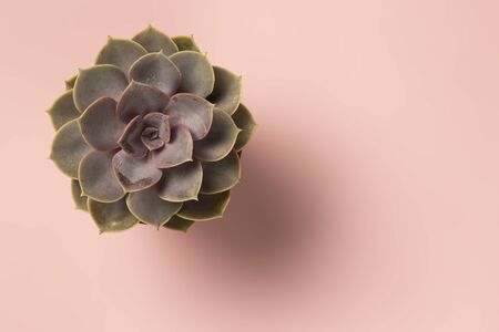 Beautiful pattern of green succulent isolated on pink background. Flat lay,の写真素材