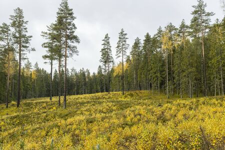 Autumn landscape. Yellow field and blue sky.の写真素材