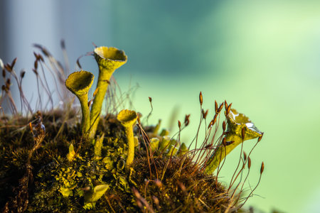 Forest mushrooms on an old tree trunk . A group of toadstool mushrooms. Forest mushrooms.