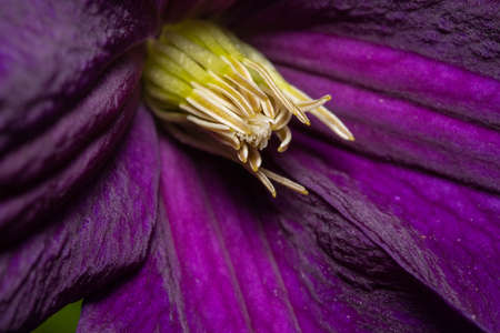 Soft abstract image of beautiful variegated purple tulip.の写真素材