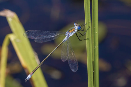 the blue dragonfly sits on a grass on meadow