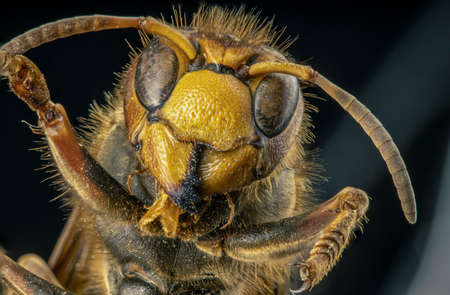 Extreme sharp and detailed study of wasp head on dark background, stacked from many shots into one photoの写真素材
