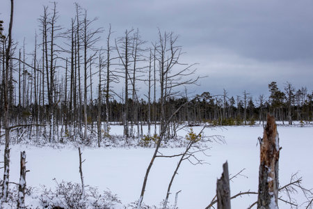 Bog hiking trail in Kemeri National Park. Landscape with snow-covered wooden boardwalkの写真素材