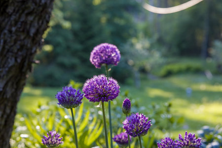 Beautiful purple Allium flowers in bloom. Close-up macro shot with a blurred, natural green background. Spring or summer floral scene. Perfect for nature or gardening projects.の写真素材