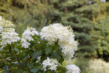 Close-up of a beautiful white hydrangea Hydrangea paniculata flower cluster. Delicate blooms with a...