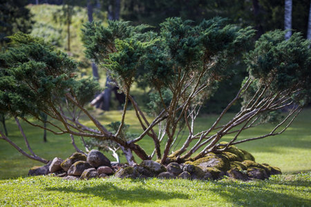 Unique juniper shrub with spreading branches and textured foliage. Beautiful addition to any garden landscape. Natural and tranquil setting. Perfect for gardening or botanical projects.の写真素材
