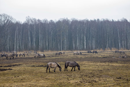 Herd of horses grazing in a vast field with a forest backdrop. Natural wildlife scene. Peaceful and serene atmosphere. Perfect for nature, rural, or animal-themed projects.の写真素材