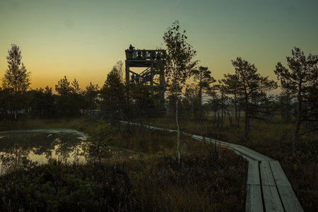 Misty landscape with a tranquil pond and sparse pine trees. Atmospheric and serene scene with a foggy forest backdrop.の写真素材