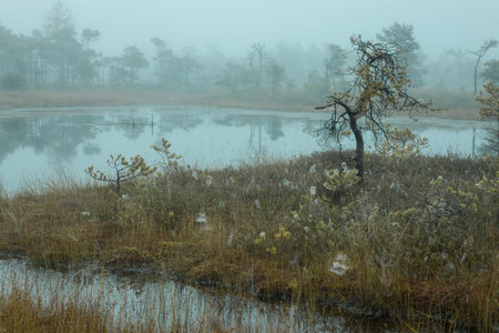 Misty forest landscape with small pine trees and a tranquil pond. Atmospheric and peaceful scene...