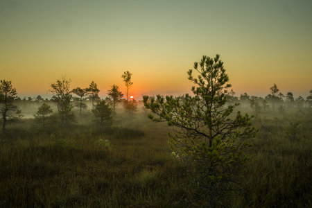 Tranquil wetland landscape at sunrise or sunset. Reflections of colorful sky and silhouetted trees in the dark water.の写真素材