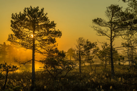 Serene wetland landscape at sunrise or sunset. Dark water reflects the colorful sky and silhouetted...