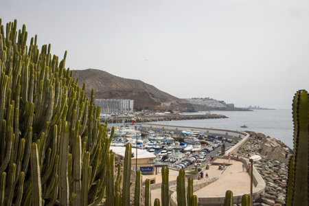 Coastal scene in Gran Canaria. Harbor with boats, city skyline, and hills. Cactus-like plants Euphorbia in the foreground.の写真素材