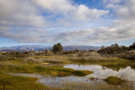 La Charca de Maspalomas in Gran Canaria. Calm water with reflections of the sky and vegetation....