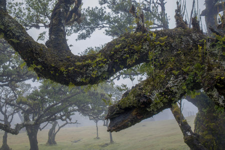 This image features Madeira's Fanal Forest, showcasing its ancient, moss-draped trees shrouded in...