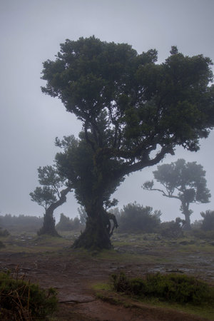 solitary tree with gnarled, twisting branches rises amidst the lush hills of Fanal Forest in...