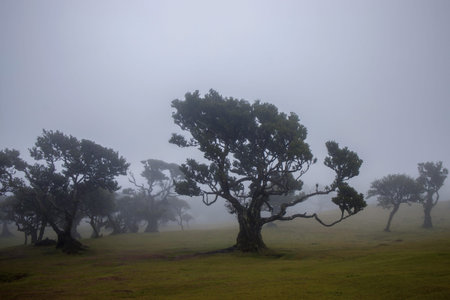 : A mystical scene in Madeira's Fanal Forest, where ancient, moss-covered trees stand veiled in fog....
