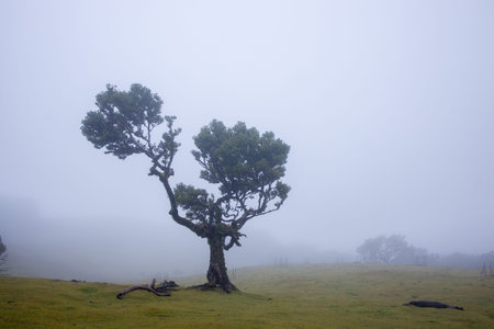 solitary tree with gnarled, twisting branches rises amidst the lush hills of Fanal Forest in...