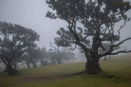 Discover the mystical allure of Fanal Forest in Madeira, where fog envelopes ancient trees, creating...