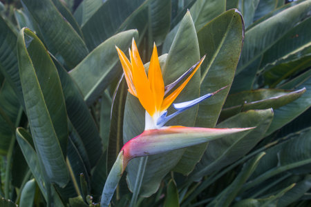 Vibrant bird of paradise flower showcases its striking orange and blue colors amidst lush green foliage in Monte Palace Garden on a sunny afternoon.の写真素材