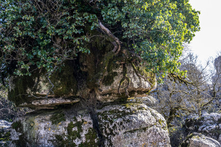Visitors walk near large rock formations covered with moss and shrubs in El Torcal, Spain. The bright sunlight highlights the unique shapes of the rocks and greenery.の写真素材