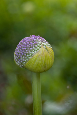 Bright allium flower bud displays vibrant green and purple hues, standing tall in a garden filled...