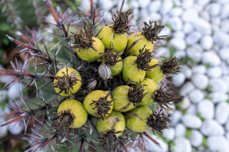 A cactus plant shows yellow fruits on top surrounded by sharp thorns. White pebbles cover the ground...